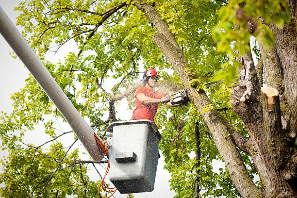 Best Tree Trimming and Pruning  in New Hope, MS